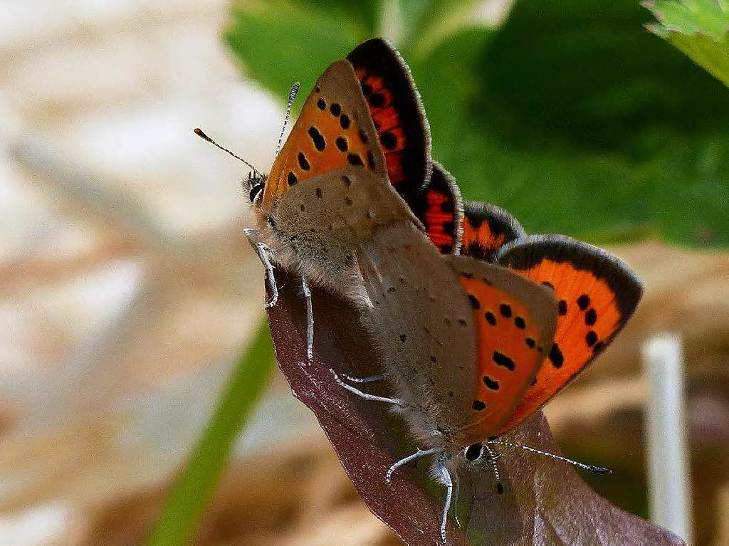 Kleiner Feuerfalter (Lycaena phlaeas) Garten Am Rebberg in Gundelfingen Kleiner Feuerfalter (Lycaena phlaeas) Garten Am Rebberg in Gundelfingen
