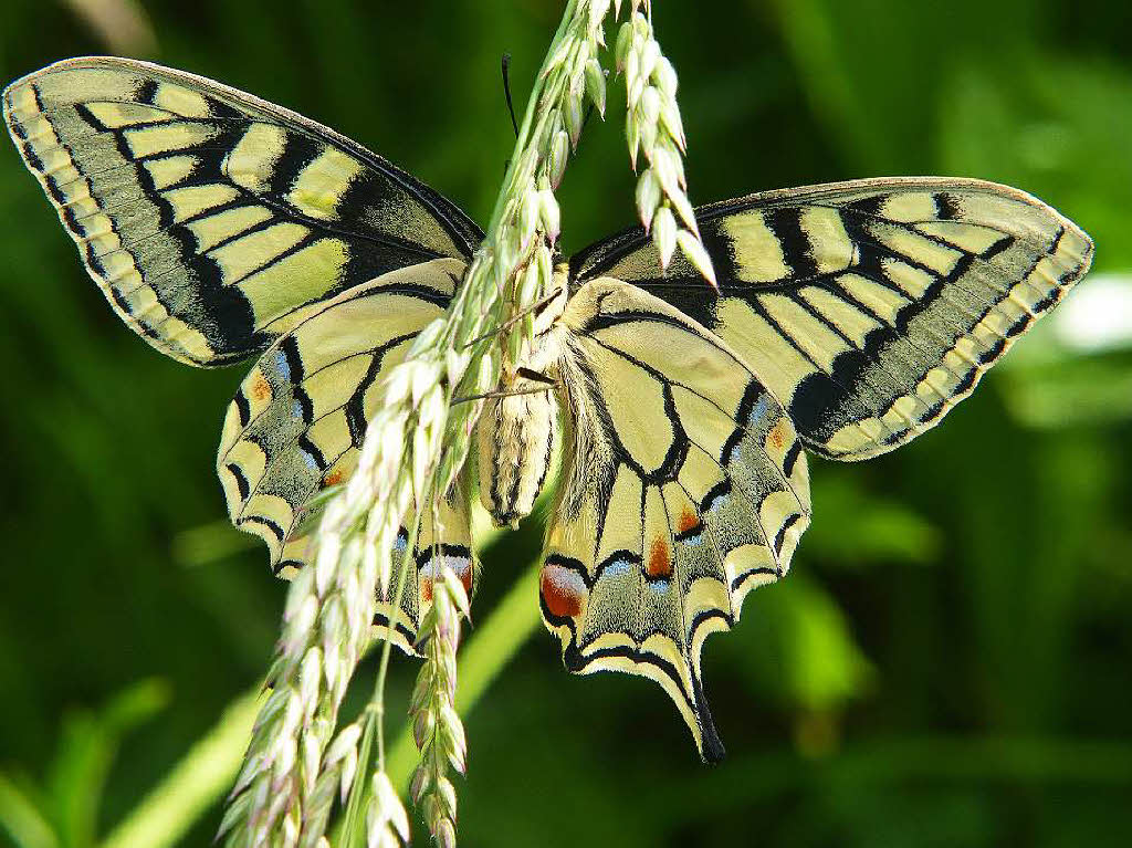 Schwalbenschwanz (Papilio machaon) Garten am Haus in Gundelfingen Schwalbenschwanz (Papilio machaon) Garten am Haus in Gundelfingen