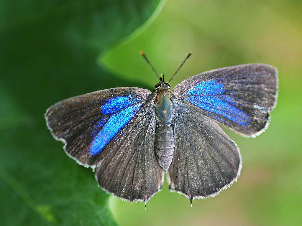 Blauer Eichenzipfelfalter (Neozephyrus quercus) bei Tennisplatz Gundelfingen Blauer Eichenzipfelfalter (Neozephyrus quercus) bei Tennisplatz Gundelfingen