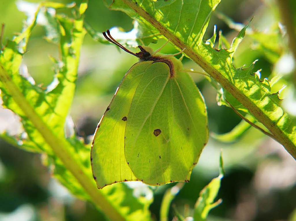 Zitronenfalter (Gonepteryx rhamni) Lichtung bei Elzdobel Zitronenfalter (Gonepteryx rhamni) Lichtung bei Elzdobel