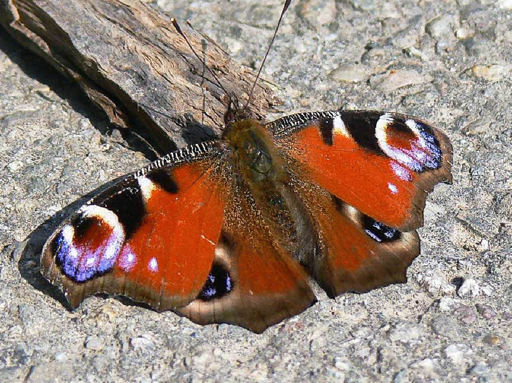 Tagpfauenaug (Aglais io) Feldweg nördlich von Gundelfingen Tagpfauenaug (Aglais io) Feldweg nördlich von Gundelfingen