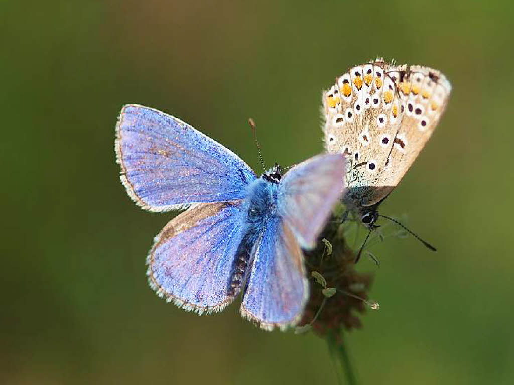 Hauhechelbläuling (Polyommatus icarus) Hangwiese Rebberg in Gundelfingen Hauhechelbläuling (Polyommatus icarus) Hangwiese Rebberg in Gundelfingen