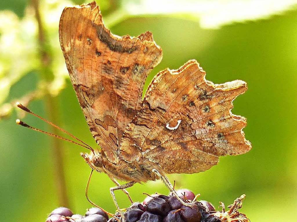 C-Falter (Nymphalis c-album) Garten Rebberg in Gundelfingen C-Falter (Nymphalis c-album) Garten Rebberg in Gundelfingen