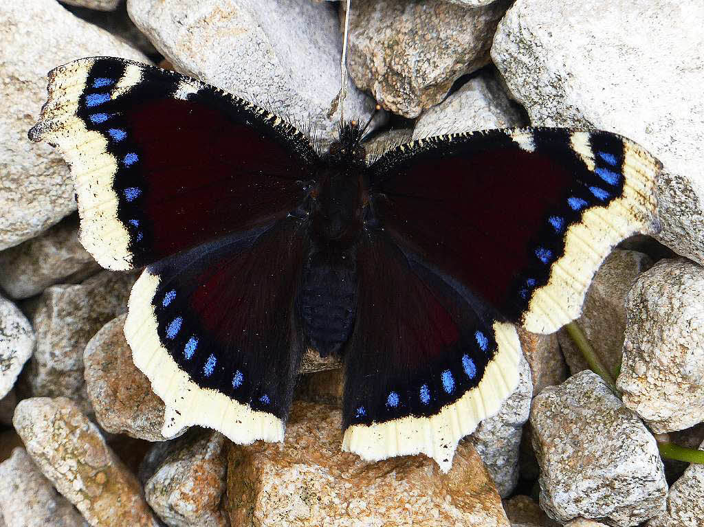 Trauermantel (Nymphalis antiopa) Nähe im Norden Gundelfingens Trauermantel (Nymphalis antiopa) Nähe im Norden Gundelfingens