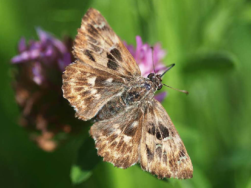 Malvendickkopffalter (Carcharodus alceae) Malvendickkopffalter (Carcharodus alceae)