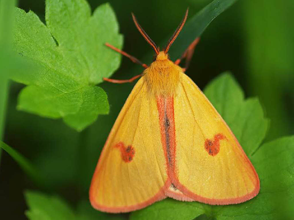 Rotrandbär (Diacrisia sannio) Vorrangfläche für Straßenbahnwendeschleife in Gundelfingen Rotrandbär (Diacrisia sannio) Vorrangfläche für Straßenbahnwendeschleife in Gundelfingen