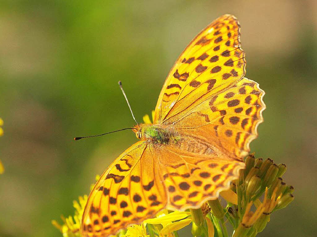 Silberstrich oder Kaisermantel (Argynnis paphia) Waldrand Glottertal Silberstrich oder Kaisermantel (Argynnis paphia) Waldrand Glottertal