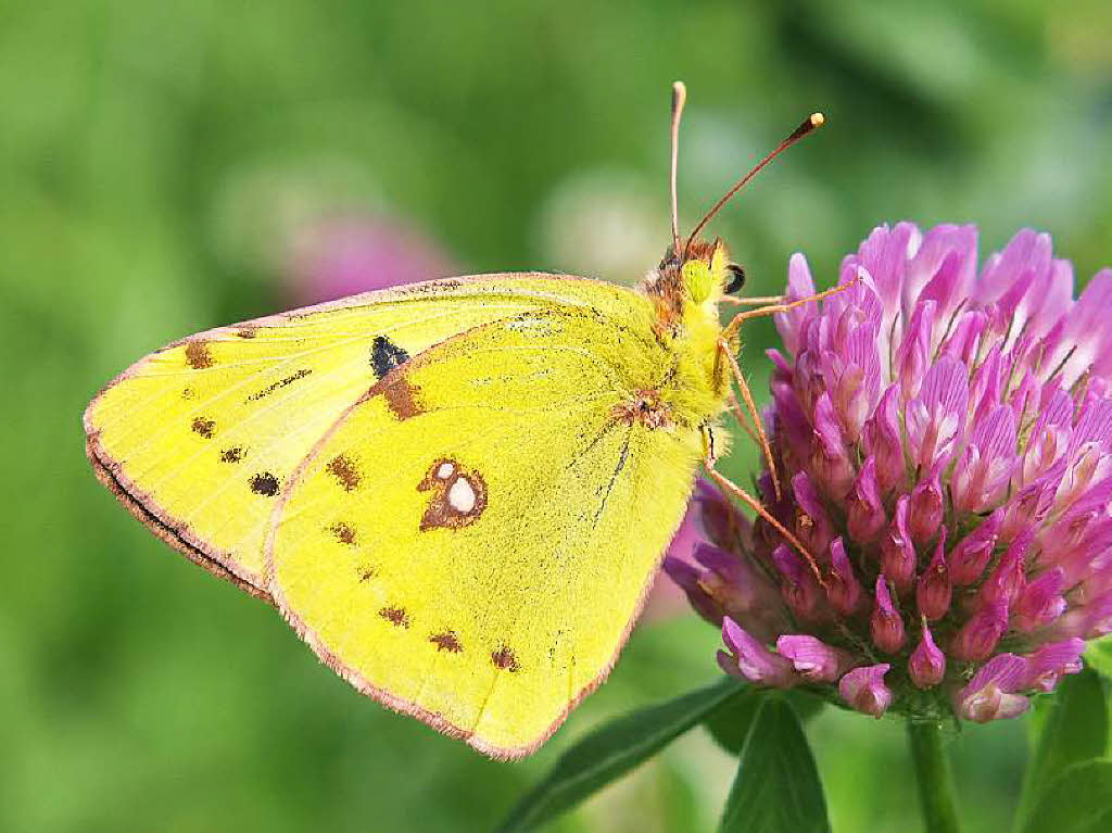 Weißklee-Gelbling (Colias hyale) Elzdamm bei Denzlingen Weißklee-Gelbling (Colias hyale) Elzdamm bei Denzlingen