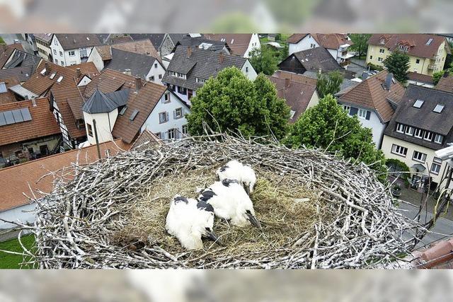 Ein Ringlein vor dem Abflug