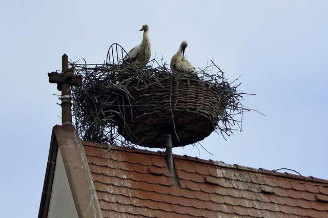 In vielen Storchennestern blieb der Nachwuchs aus