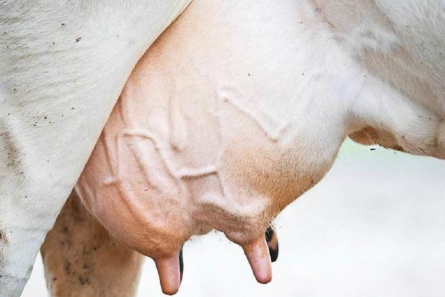 Schwarzwaldmilch nennt Zahlen: Was bekommen die Bauern fr ihre Milch?