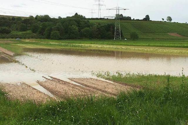 Dauerregen plagt sdbadische Landwirte und Winzer