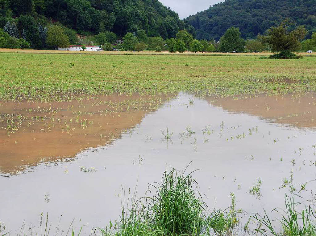 Stellenweise, wie hier in Degerfelden, steht das Wasser auf den Feldern.
