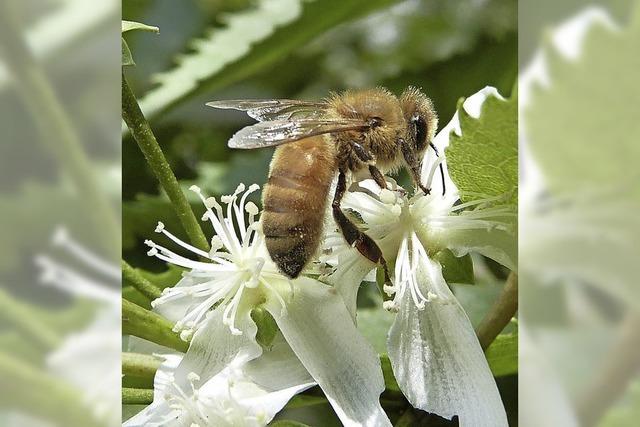 Bienenhonig zum Probieren