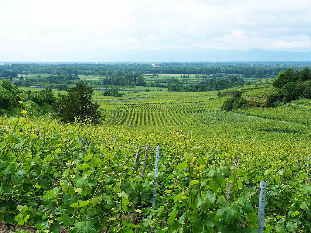 Impressionen von der 14. Internationalen kulinarischen Weinwanderung in Oberrotweil