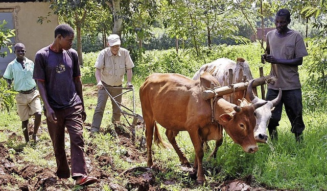 Ein Freiburger bt sich in Uganda im Pflgen mit Ochsen.   | Foto: Johannes Mast