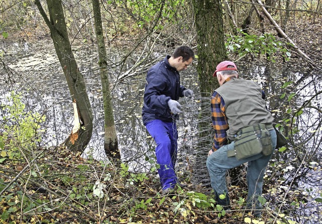 Die Biberaktion der Natur- und Umwelt ...vitten des Vereins sehr umfangreich.   | Foto: Lucia Van Kreuningen