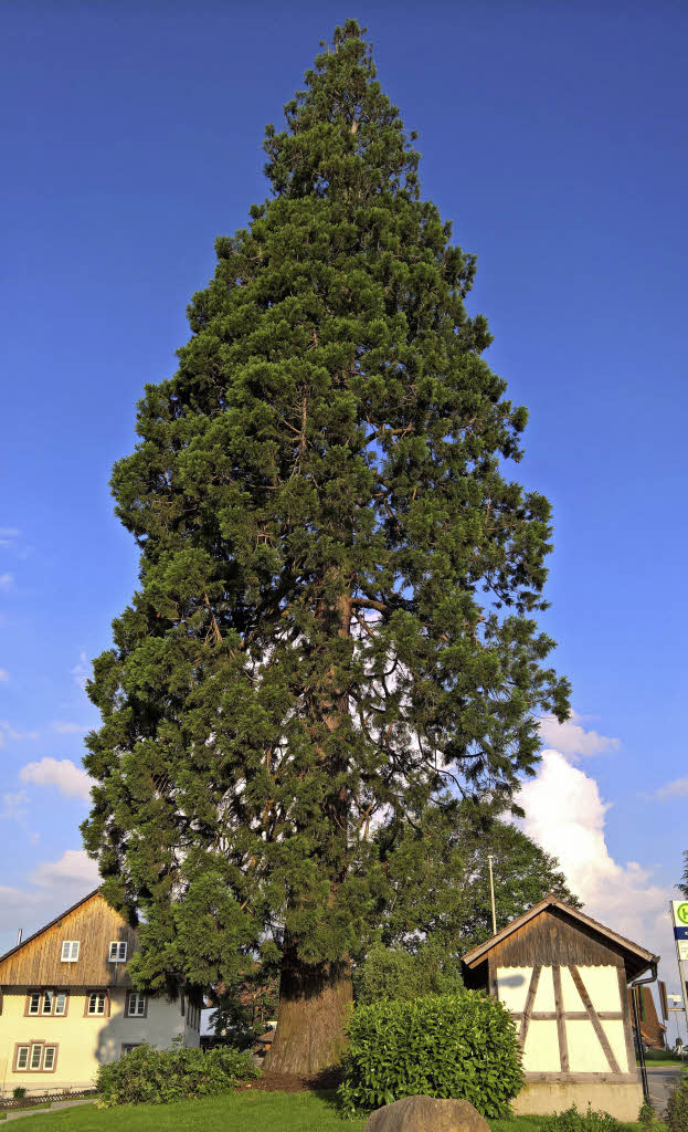 Mammutbaum steht für den Rekord Rheinfelden Badische