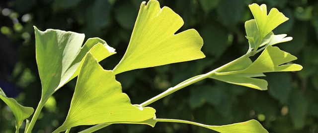 Der Ginkgo-Baum steht fr starken berlebenswillen.   | Foto: Friederike Marx