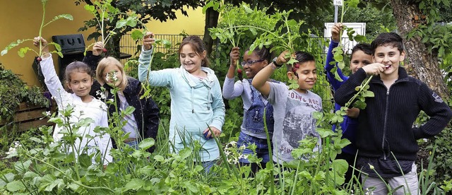 <BZ-FotoAnlauf>Junges Gemse </BZ-Foto...adieschen im Garten der  Tullaschule.   | Foto: Schule
