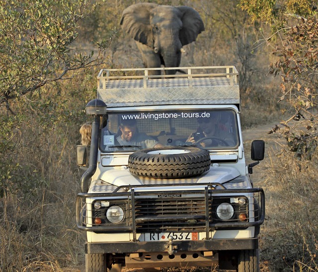 Dieses Bild hat Hartmut Greiner auf Safari geschossen.   | Foto: H. Greiner
