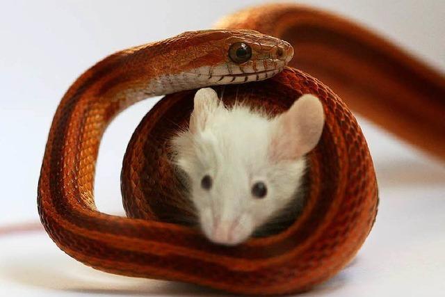Wie lebendig darf das Tierfutter einer Schlangenhalterin sein?
