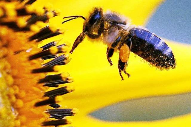 Bienen fühlen sich in Städten wohl – Lörrach hat schon mehr als 40 Hobbyimker
