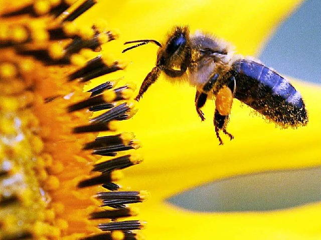 In Stdten gibt es eine grere Vielfa...m Land. Bienen wissen das zu schtzen.  | Foto: dpa