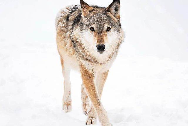 Wolfsberatungszentrum nimmt in Grlitz Arbeit auf