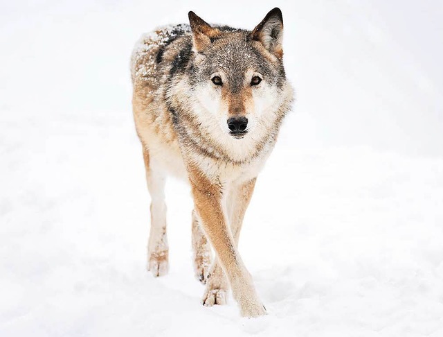 Nicht nur in der Lausitz geht der Wolf wieder um.  | Foto: VOLODYMYR BURDYAK