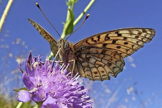 Unter fachlicher Leitung auf dem Feldberg Schmetterlinge beobachten