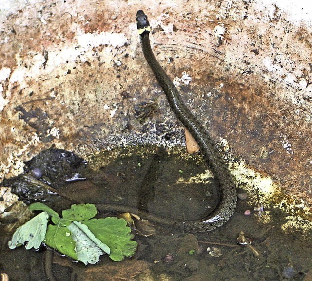 Eine Ringelnatter, die whrend einer s... nicht mehr aus Garten-Badewanne kam.   | Foto: Mahler