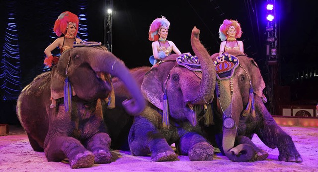 Die Elefanten des Zirkus Krone sind das Aushngeschild fr das Unternehmen.   | Foto: Madlen Falke