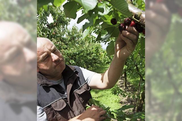 Landwirte beklagen Ernteausflle