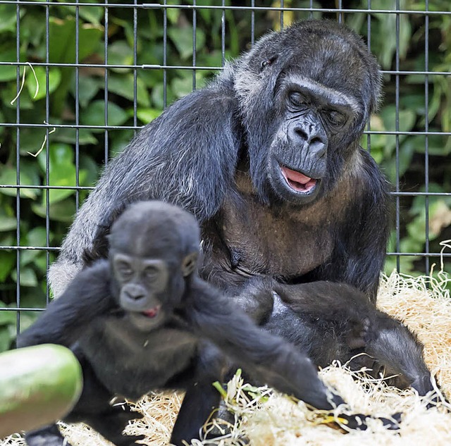 Gorillas im Basler Zoo   | Foto: Torben Weber