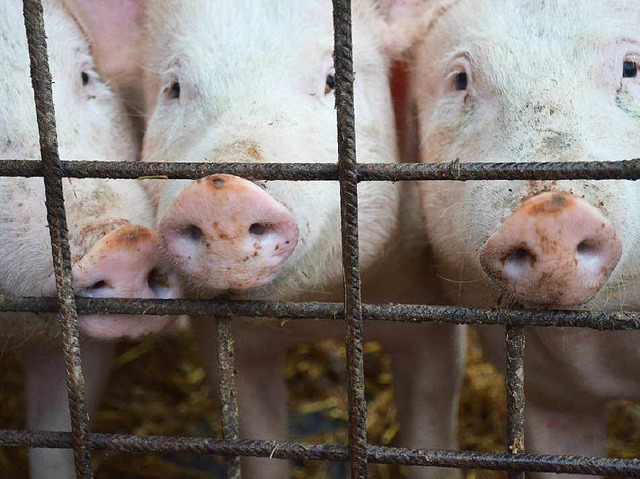 In Kehl sind bei einem Grobrand mehr als 500 Schweine gestorben.  | Foto: Gabriele Hennicke