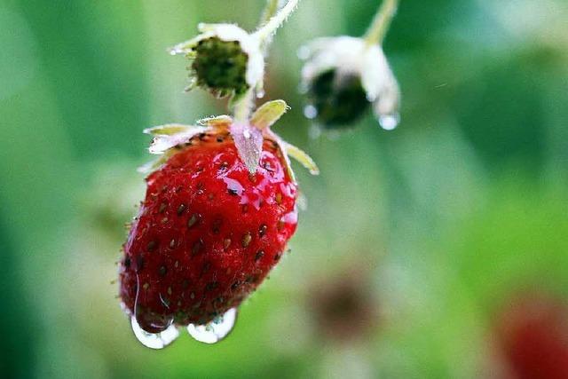 Faule Erdbeeren schlagen den Obstbauern ins Kontor