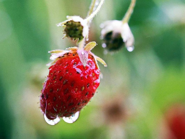 Die Nsse der vergangenen Wochen hat b... Obstbauern Umsatzeinbuen verursacht.  | Foto: Roland Weihrauch