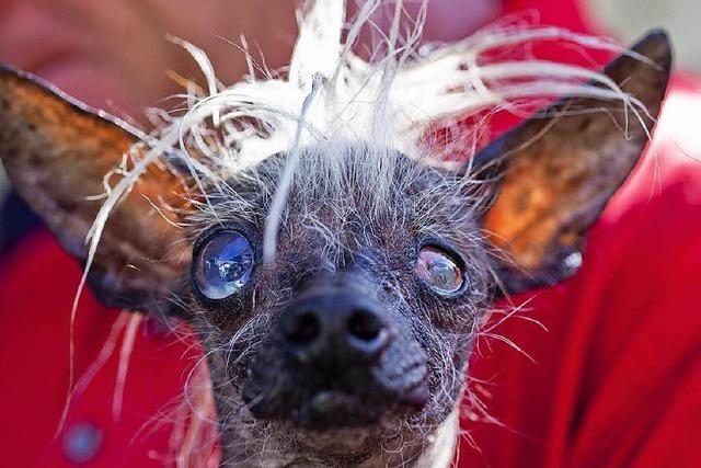 Fotos: Hsslichster Hund der Welt in Kalifornien gekrt