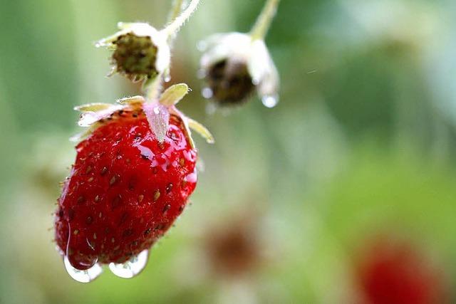 Ernten von Erdbeeren und Spargel in der Rheinebene fallen dürftig aus