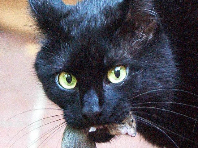 Ein echter schwarzer Kater &#8211; mit scharfen Zhnen anstatt scharfer Waffe.  | Foto: Bernd Weibrod