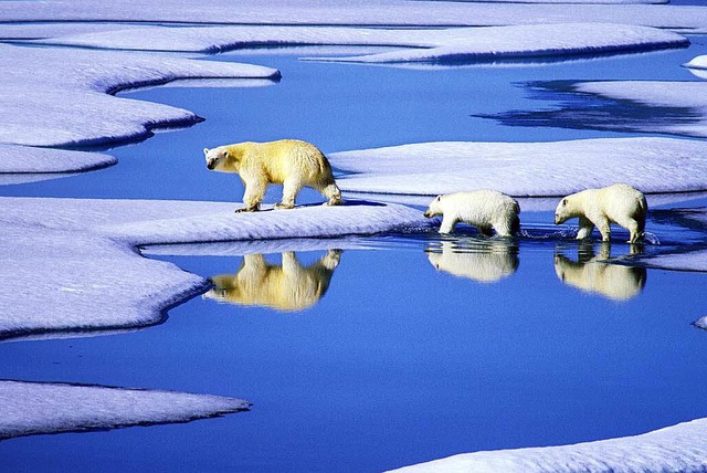 Kanadische Eisbrfamilie muss durchs Wasser waten.   | Foto: dpa