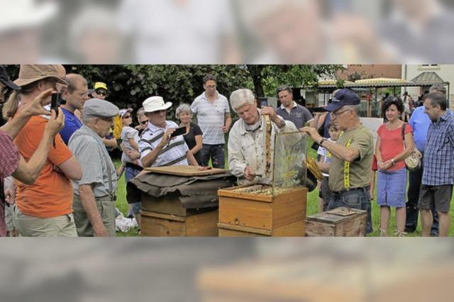 Honig schmeckt, Propolis heilt