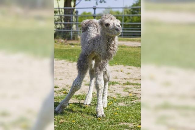 Foto-Galerie: Ein weies Kamelbaby fr den Mundenhof