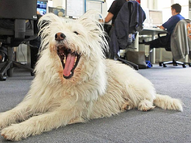 Wuff! Hunde sollen das Arbeitsklima verbessern.  | Foto: dpa