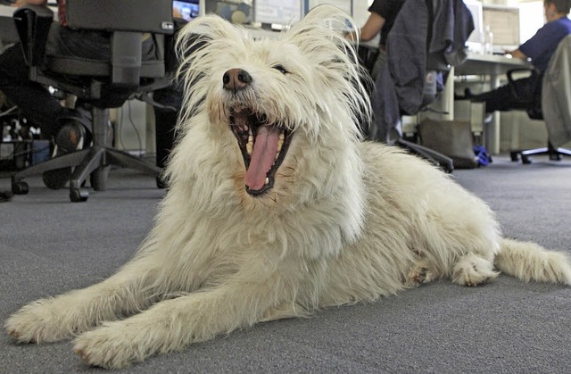 Wuff! Hunde sollen das Arbeitsklima verbessern.  | Foto: dpa
