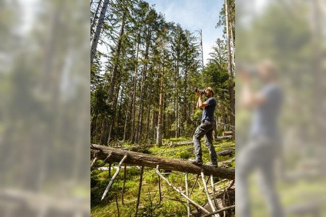 Abenteuer Schwarzwald: Aus dem Nationalpark ins Netz