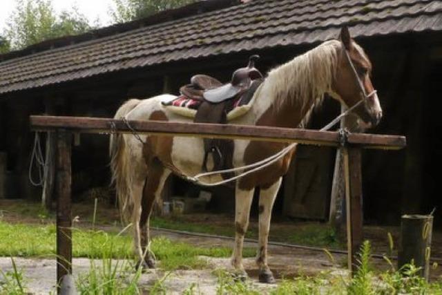 Beim Cowboy vom Rieselfeld: Reiten ohne Trense auf Toms Ranch