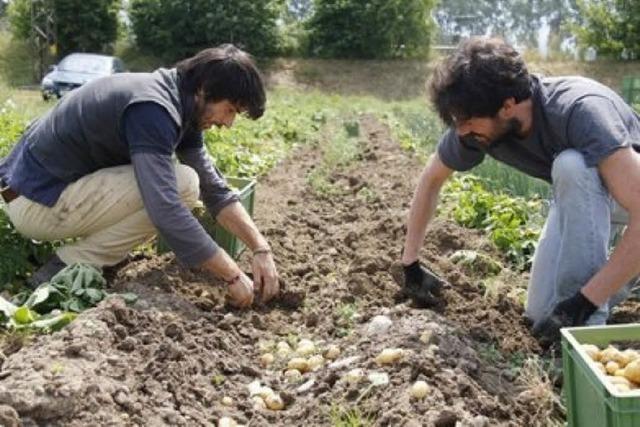 Solidarisches Gemse: Ein Besuch bei der GartenCoop Freiburg