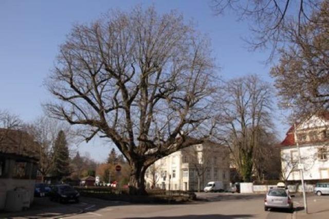 Warum das Garten- und Tiefbauamt diesen schnen Baum am Goetheplatz am Mittwoch fllen will